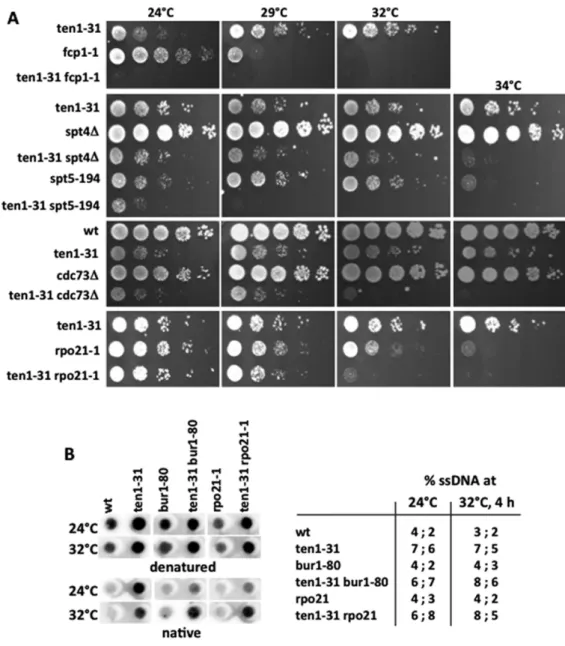 Figure 2. Genetic and functional interactions of ten1-31 with transcription regulators mutants