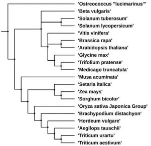 Fig. 2. The phylogenetic tree for the 20 plant species supported  in Plant Orthology Browser
