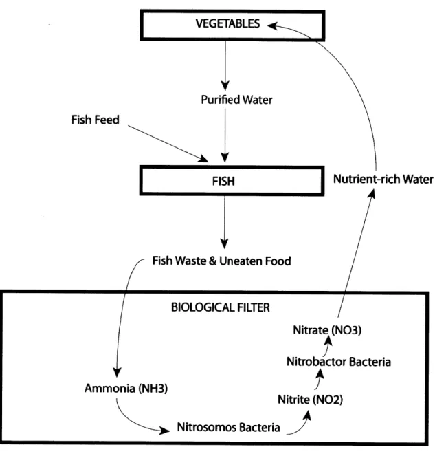 Figure  1. Diagram  of Nitrogen  Cycle