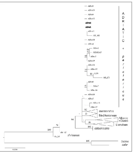 Figure  2.  Phylogenetic  tree  reconstructed  using  a  maximum-likelihood  method.  The  Prespa trout haplotypes are shown in bold