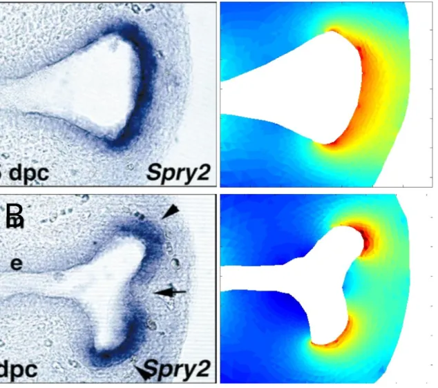 Figure 3. FGF10 diffusion accounts for Spry2 patterning. (A) Spry2 whole mount in situ hybridizations before and after a branching event, courtesy of S