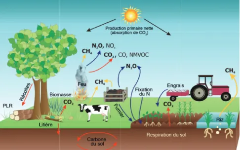 Figure 2. Représentation illustrée des émissions et absorptions dans le secteur de l’utilisation des terres