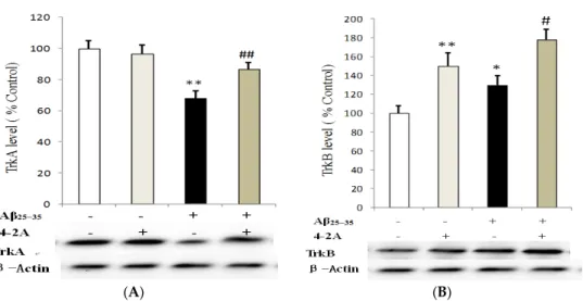 Figure 9. The effect of 4-2A on the expression of neurotrophin receptors: TrkA and TrkB