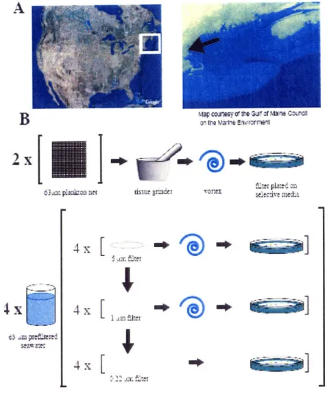 Figure 2 Depiction  of site and  method of in situ sampling  of bacterial microenvironmental  association.