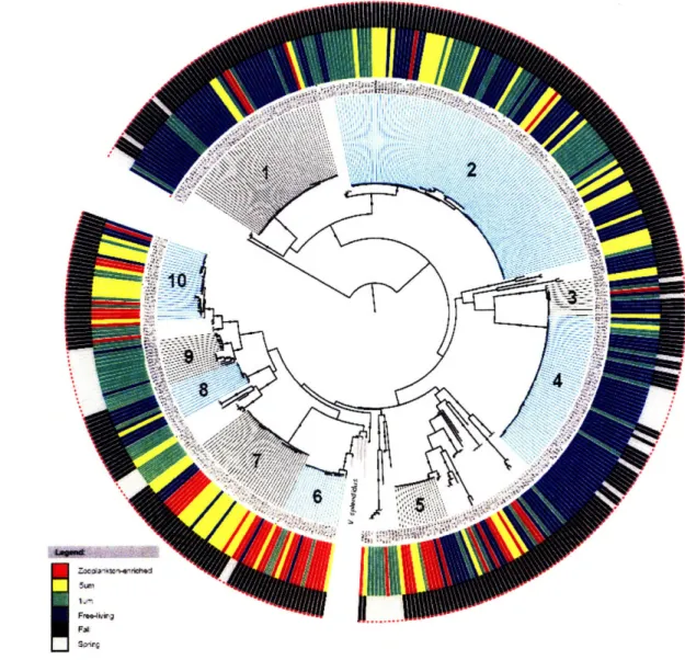 Figure 3.  Phylogenetic  relationships of  Vibrionaceae isolates