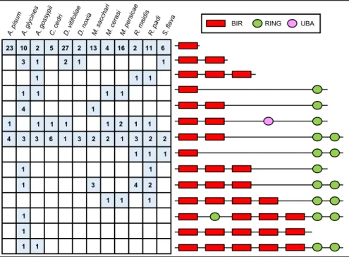 Fig. 6. Aphids possess IAPs with more than three BIR domains and one RING domain. The domain composition of IAP proteins from 11 available aphid genomes and Daktulosphaira vitifoliae is shown