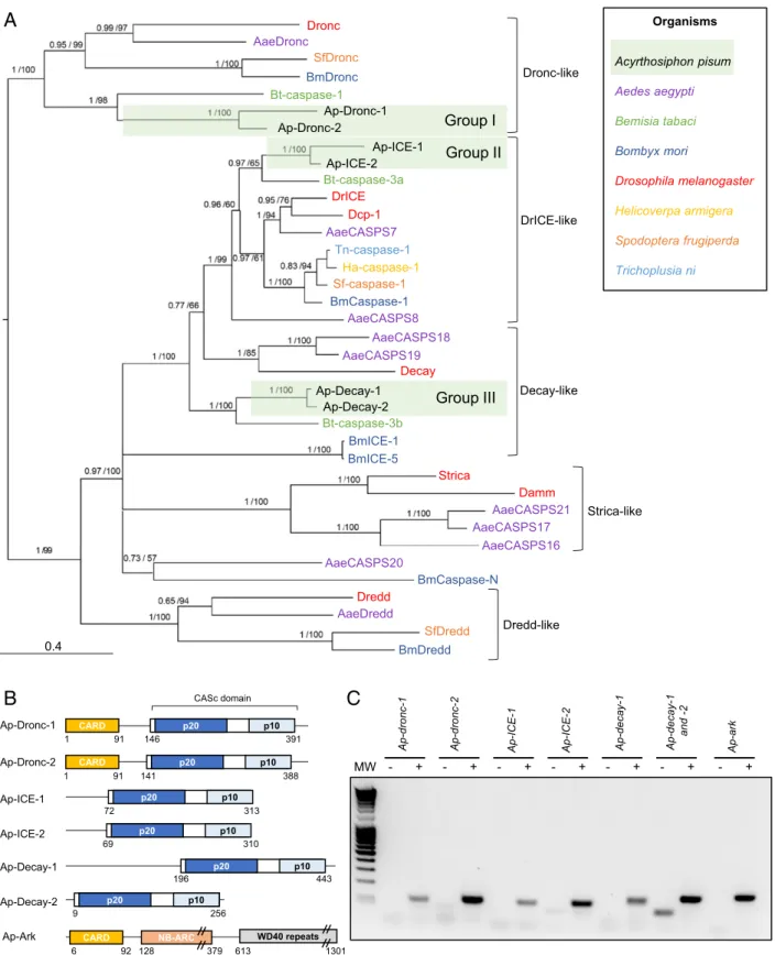 Fig. 1. Identification of caspase- and adaptor protein-encoding genes in the pea aphid genome