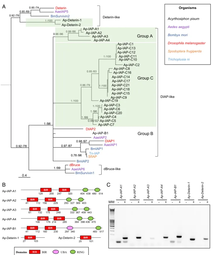 Fig. 2. Identification of IAP-encoding genes in the pea aphid genome. (A) The phylogenetic relationships between IAP protein sequences found in Acyr- Acyr-thosiphon pisum and a selection of insect species based on BIR domain alignment