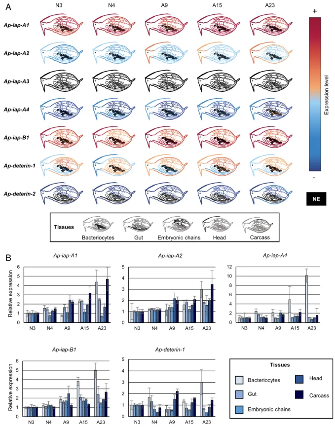 Fig. 3. The expression patterns of pea aphid iap mRNAs across tissues and time. (A) The expression levels of seven selected pea aphid IAPs in different tissues at selected developmental times based on qRT-PCR data analysis