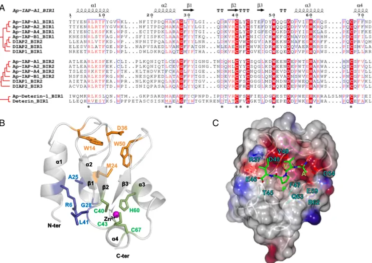 Fig. 4. The sequence alignment, 3D modeling, and secondary structure reconstruction of BIR domains in pea aphid IAPs
