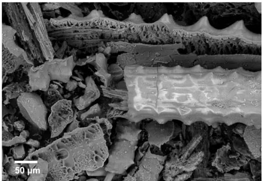 Figure 2-1: Scanning electron micrograph of Silverton biomass ash