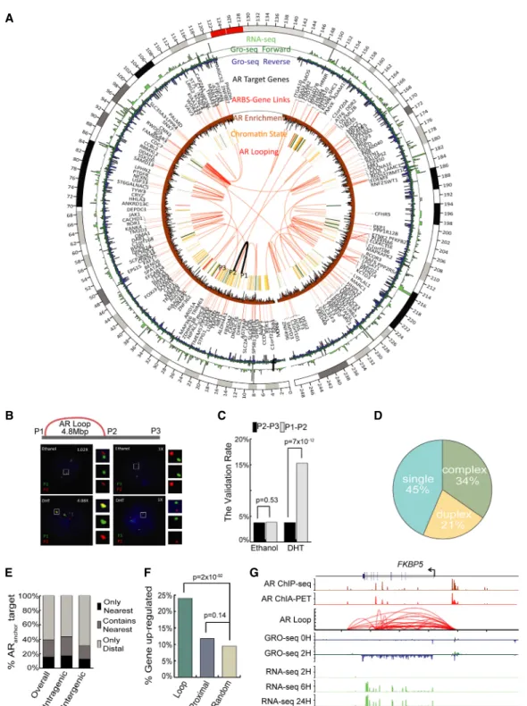 Figure 1. The genome-wide AR interactome in prostate cancer cells. (A) Circos (Krzywinski et al