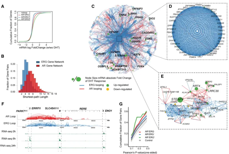 Figure 4. Transcriptome network defined AR and ERG interactome in prostate cancer. (A) Distribution of mRNA expression changes at 0 and 2 h after DHT treatment
