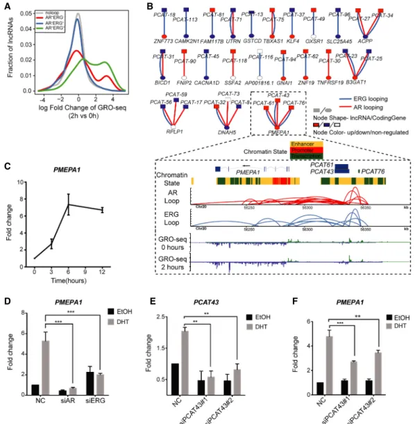 Figure 5. Functional relationship between lncRNA and chromatin loops in the AR-ERG transcriptional network