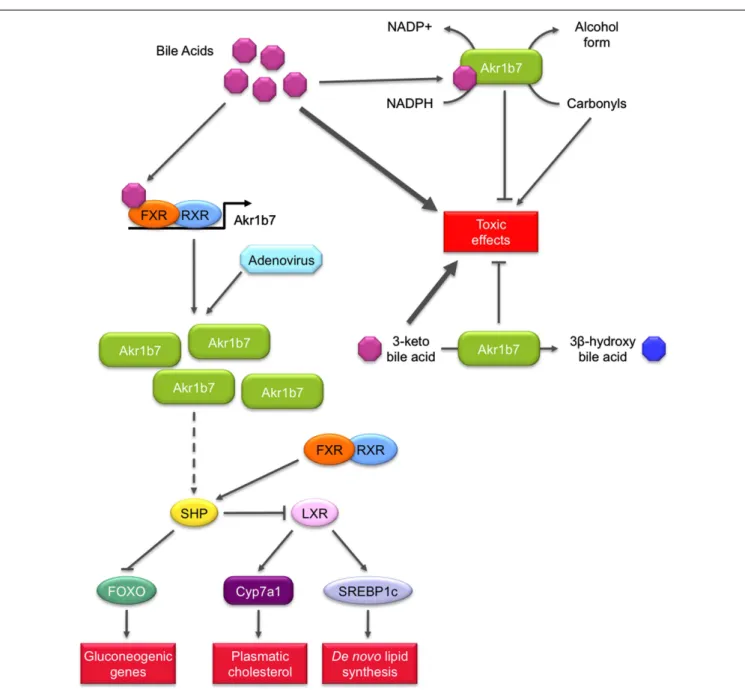 FIGURE 5 | Role of Akr1b7 in bile acids metabolism and signaling pathway. Akr1b7 has the ability to reduce 3-keto bile acids to their less toxic 3 β -hydroxy derivatives