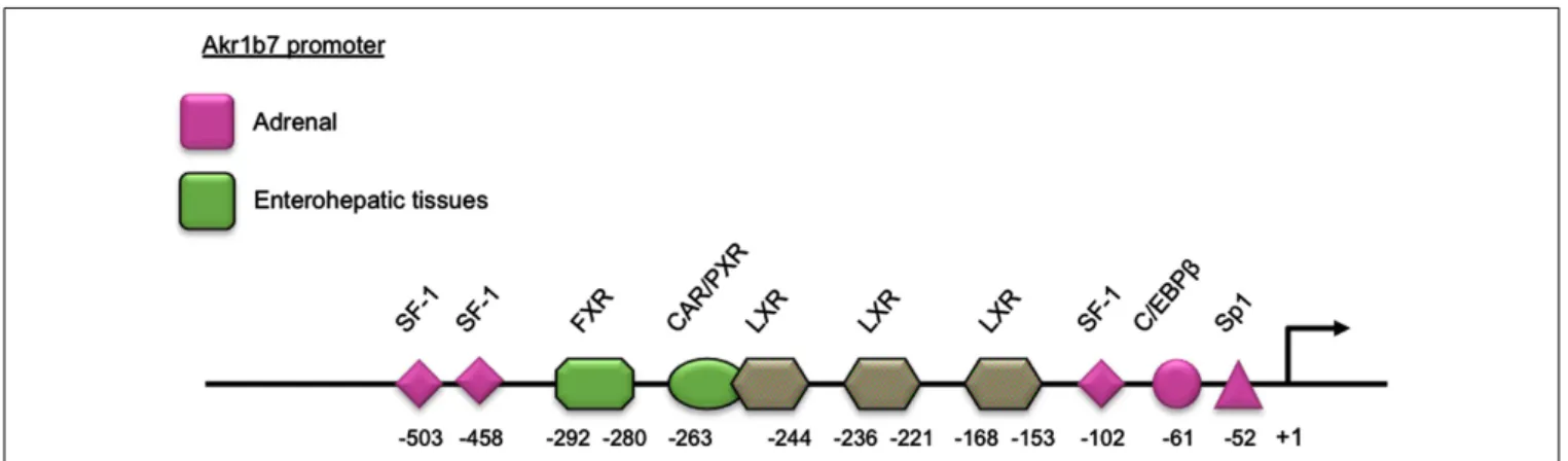 FIGURE 1 | Schematic representation of the Akr1b7 promoter. The DNA binding site for transcription factors and nuclear receptors required for the Akr1b7 specific expression in adrenal gland (pink boxes) and in enterohepatic tissue (green boxes) are shown