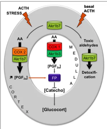 FIGURE 2 | Proposed model integrating dual functions of aldose reductases in the regulation of adrenal endocrine functions