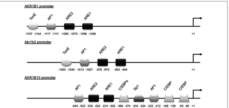 FIGURE 3 | Schematic representation of the AKR1B1,Akr1b3, and AKR1B10 promoters. Cis- and trans-acting factors shown to be involved in stress responsiveness are indicated