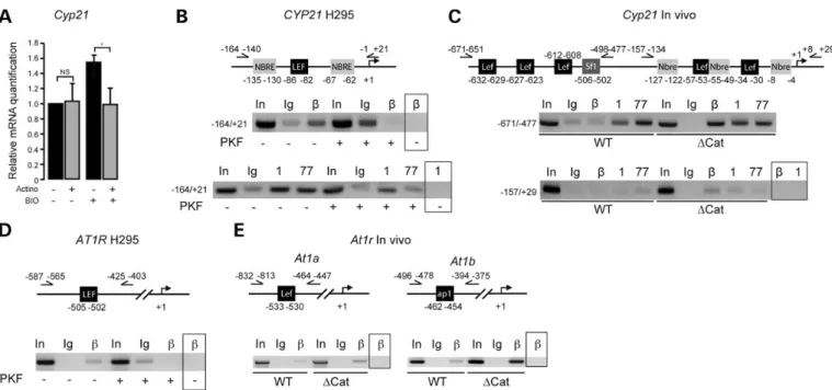 Figure 6. b-Catenin stimulates CYP21 and AT1R expression. (A) b-Catenin induces transcription of Cyp21