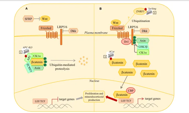 FiGURe 2 | wNT/β-catenin signaling pathway in adrenal tumorigenesis. (A) In the absence of Wnt ligands, b-catenin is phosphorylated by a complex  composed of GSK3b, CK1, APC, and AXIN