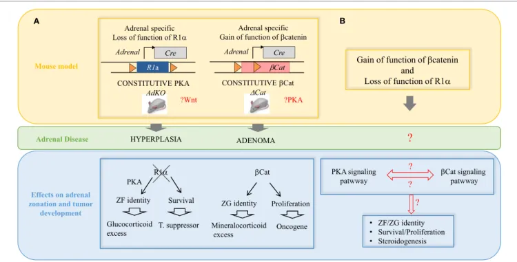 FiGURe 3 | interplay between the wNT/ β -catenin and the cAMP/PKA pathways in the pathogenesis of adrenal hyperplasias and tumors
