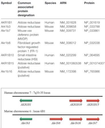 TABLe 2 | Human and murine members of the aldo-keto reductase  B1 subgroup (AKR1B).