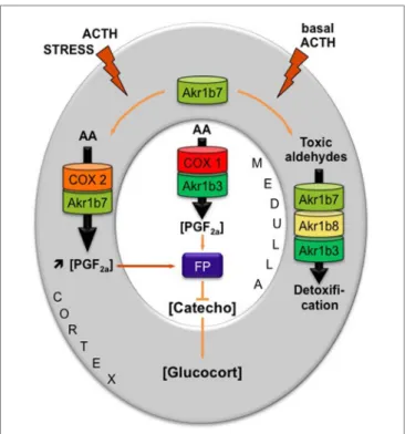 FiGURe 4 | Proposed model integrating dual functions of aldose  reductases in the regulation of mouse adrenal endocrine functions  [adapted from Ref