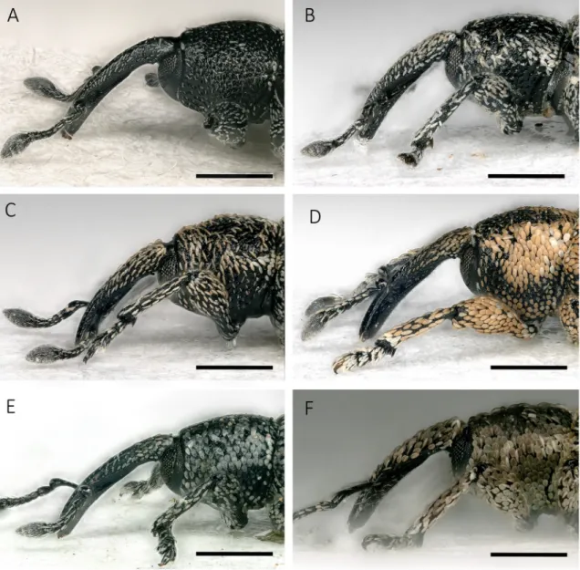Fig. 4. Head and prothorax in lateral view of species of Smicronyx from southern Africa (Part 2)