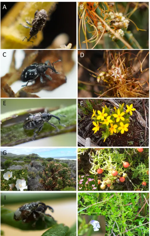 Fig. 6. Habitus  in natura, host plants and habitats of Smicronyx  of southern Africa