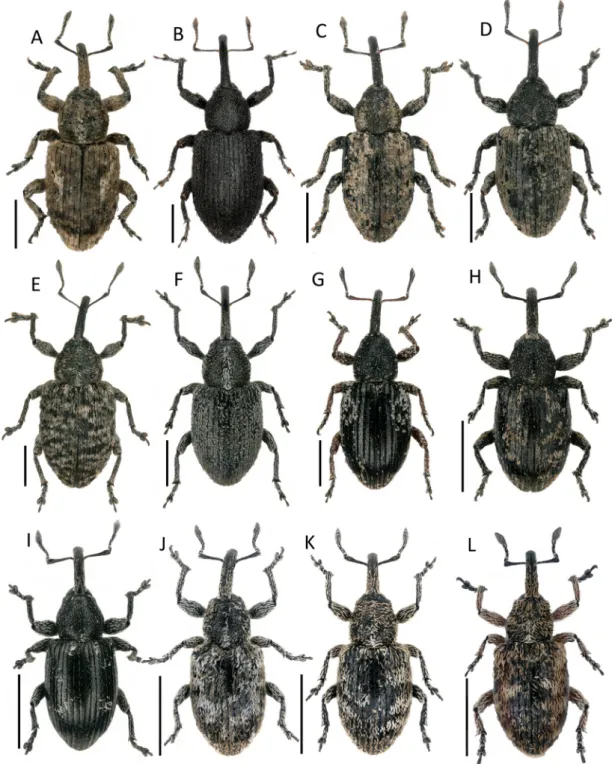 Fig. 1. Habitus of species of Smicronychini from southern Africa (Part 1). A. Sharpia madibai sp