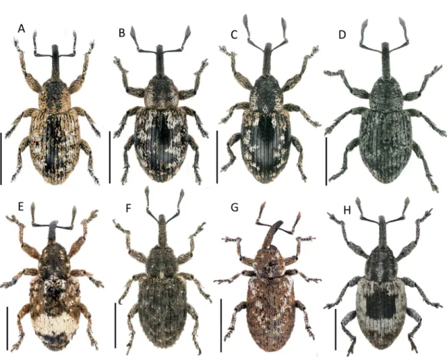 Fig. 2. Habitus of species of Smicronychini from southern Africa (Part 2). A. Smicronyx san sp