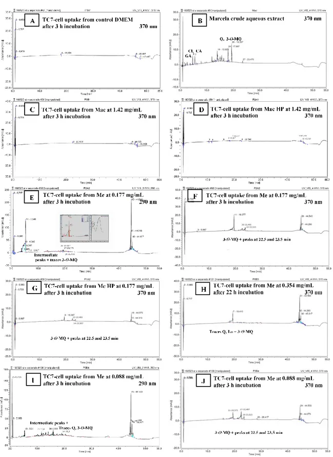 Figure 4. TC7-Cell uptake of marcela aqueous (Mac) and ethanolic (Me) extracts’ compounds after 3 or 22 h of incubation