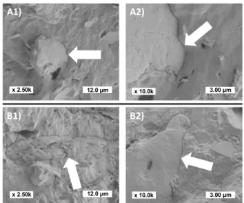 Fig. 4    SEM pictures of cryo-fractured sections: (A1-2) PHBV- PHBV-20ViSh-V, (B1–B2) PHBV-20ViSh-G