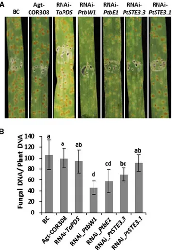 Figure 8 Hairpin-induced gene silencing of Pt mating type genes by hpRNAi constructs. (A) Wheat leaf rust disease symptoms on wheat plants, inﬁltrated with A