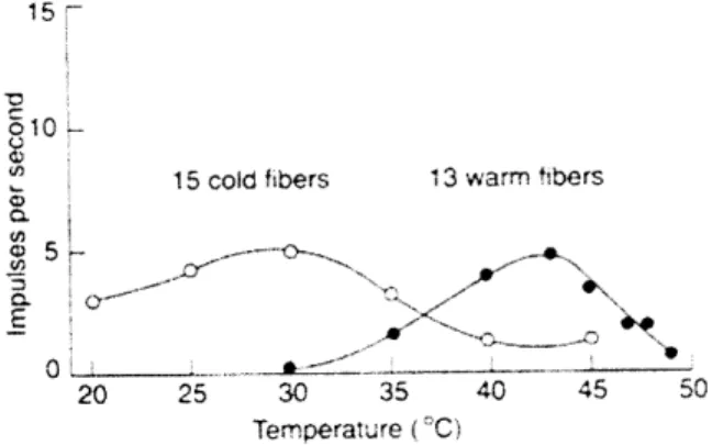 Figure  2  shows  different ways  that cold  and  warm  fibers  respond  to  steady  temperatures  (Duclaux and  Kenshalo  1980).