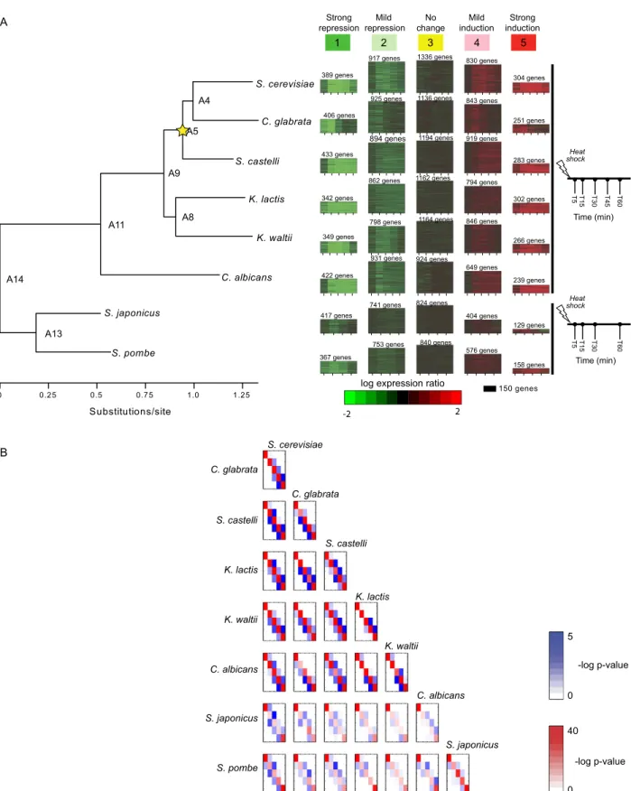 Figure 3. Heat shock transcriptional response in eight Ascomycota species is captured by five modules