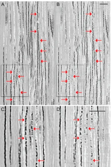 Figure 5. Partial re ﬁ lling of embolized vessels in E. saligna. Longitudinal microCT sections recorded before (left) and 36 h after (right)  rewater-ing