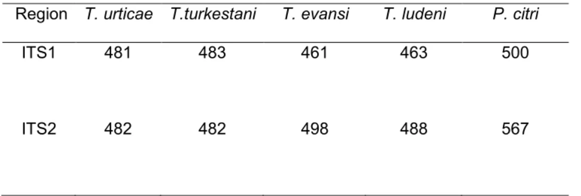 Table 3. The Internal Transcribed Spacers (ITS1 and ITS2) sizes (bp) of Tetranychus   urticae, T