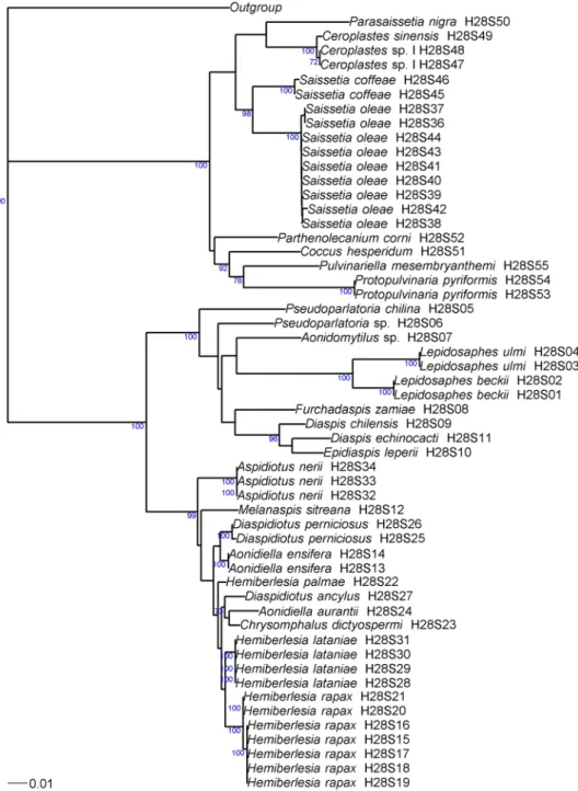 Figure 2.  Phylogenetic relationships between 54 haplotypes of Coccidae and Diaspididae based on 28S  sequences analyzed by neighbor-joining, with the K2P distance model, and Pseudococcus viburni (Hemiptera: 