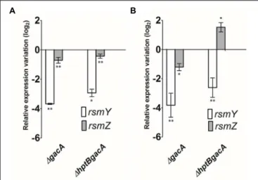 FIGURE 4 | The expression of sRNA is dependent of growth conditions. (A) Expression of rsmY and rsmZ determined by qRT-PCR in various genetic backgrounds grown in broth