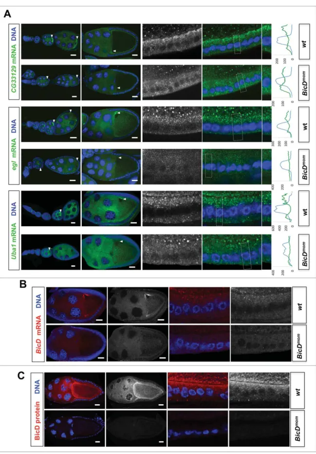 Figure 5. BicD is needed for apical mRNA localization in follicle cells. 6.5% of the mRNA tested show apical localization in follicle cells