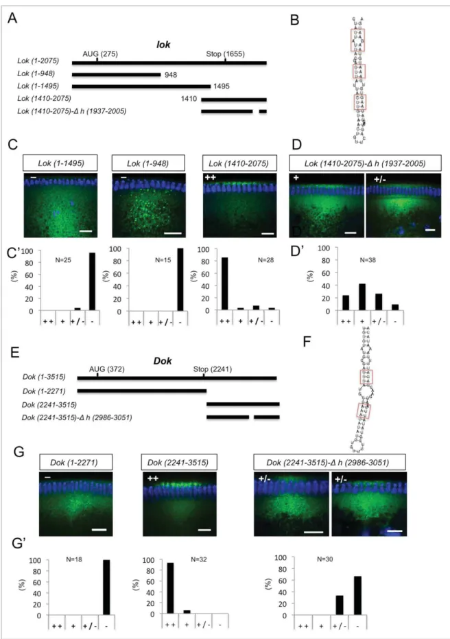 Figure 6. 3 0 UTR hairpins of Dok and lok are responsible for apical localization. (A, E) Schematic representations of the test lok (A) and Dok (E) mRNAs injected.