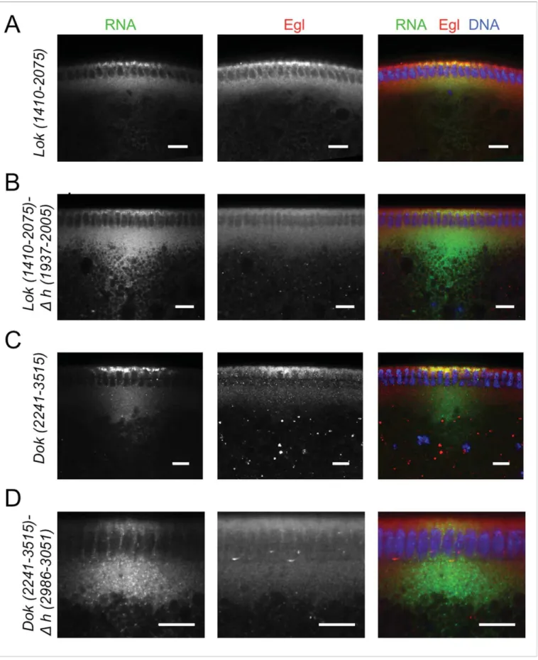 Figure 7. Recruitment of Egl to apically localizing Dok and lok 3 0 UTRs. (A-D) Immunostaining revealed the distribution of Egl (red) following basal injection of lok (green) (A, B) and Dok RNA fragments (C, D) into wild-type embryos