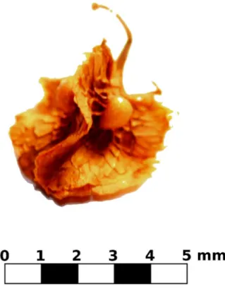 Figure 4: Picture of a curly dock (Rumex crispus) seed 222 