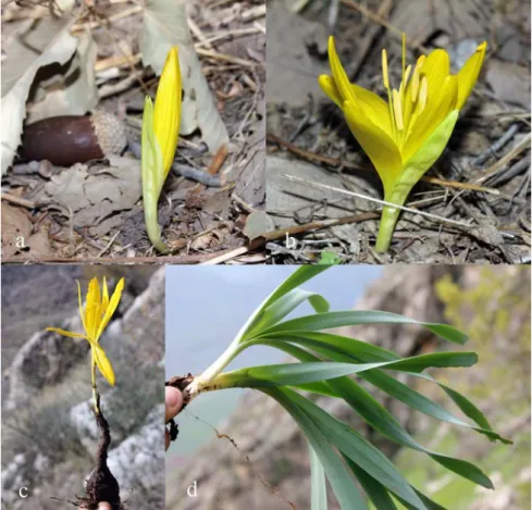 Fig. 3.  Sternbergia clusiana: a, b, “Mergué” locality in the Mateen Mountain, photo by S