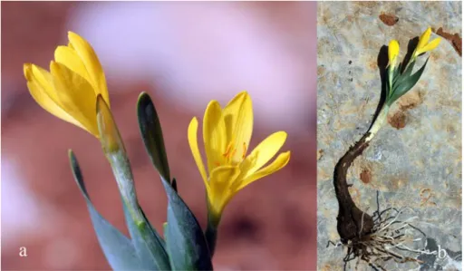 Fig. 4.  Sternbergia vernalis: a, b, near the village of Beduhê on the Berwarya Mountain, photo by S