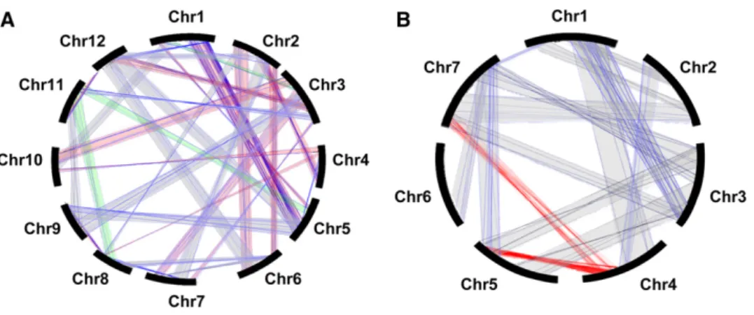 Figure 1. Intraspecific Duplications of the Rice and Wheat Genomes.