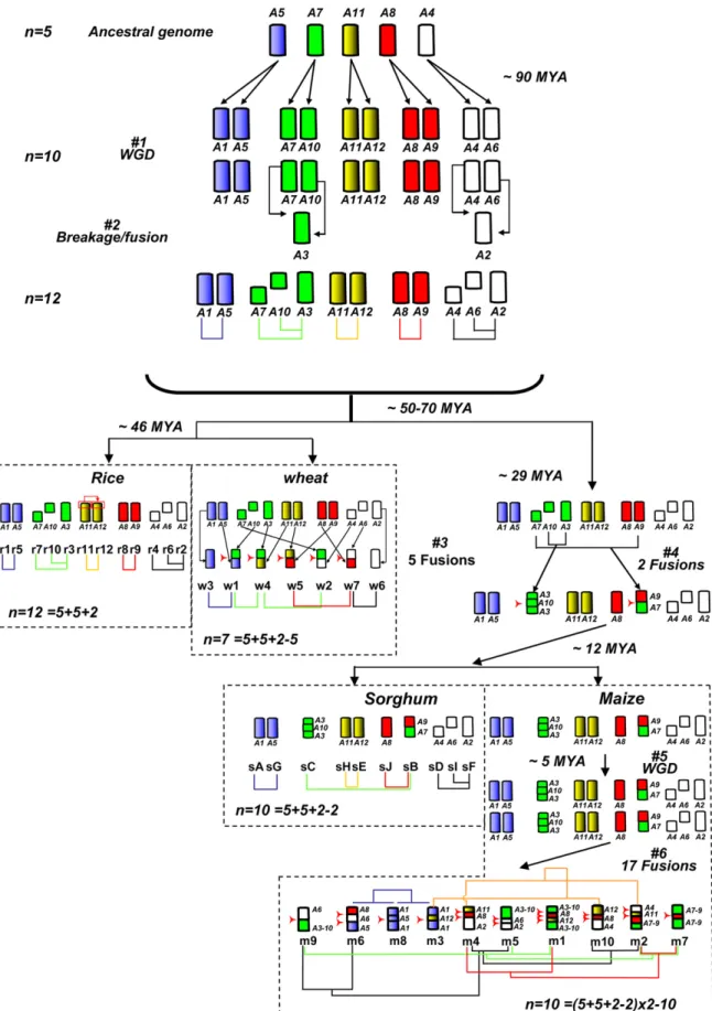 Figure 5. Model for the Structural Evolution of the Rice, Wheat, Sorghum, and Maize Genomes from a Common Ancestor with n ¼ 5 Chromosomes.