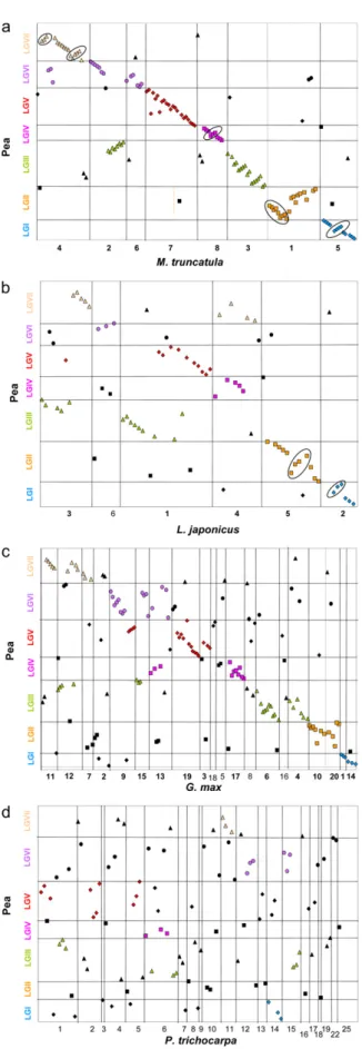 Figure 2 Dot-plots of syntenic relationships between the P. sativum linkage groups (LG) and M