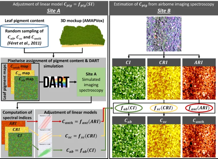 Figure 3. Procedure followed to assign leaf pigment content to simulations. The panel on the left side describes the adjust- adjust-ment of the linear models linking pigadjust-ment content ( ) to its corresponding spectral index ( ) based on DART (Discrete